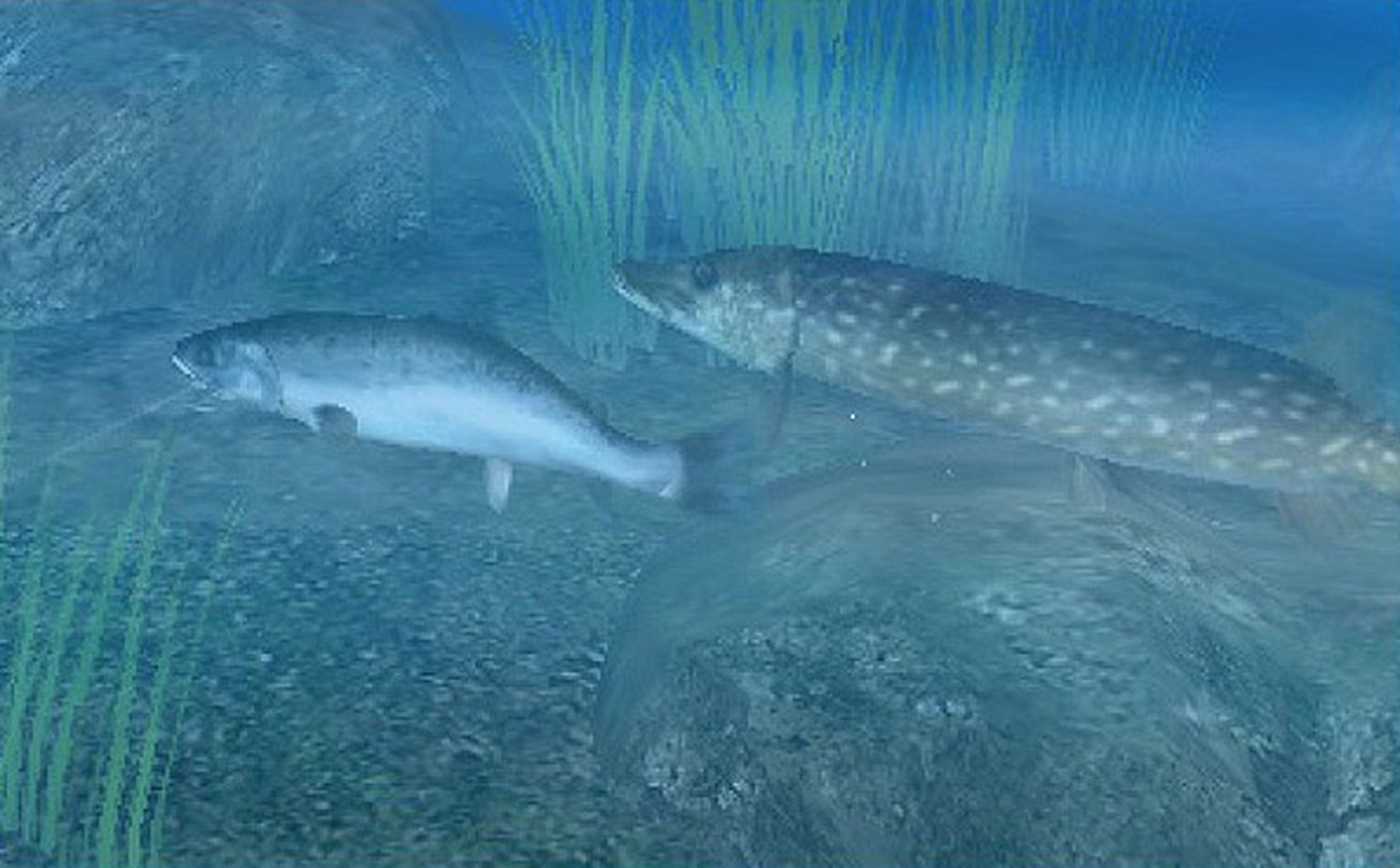De pesca con Reel Fishing Paradise 3D
