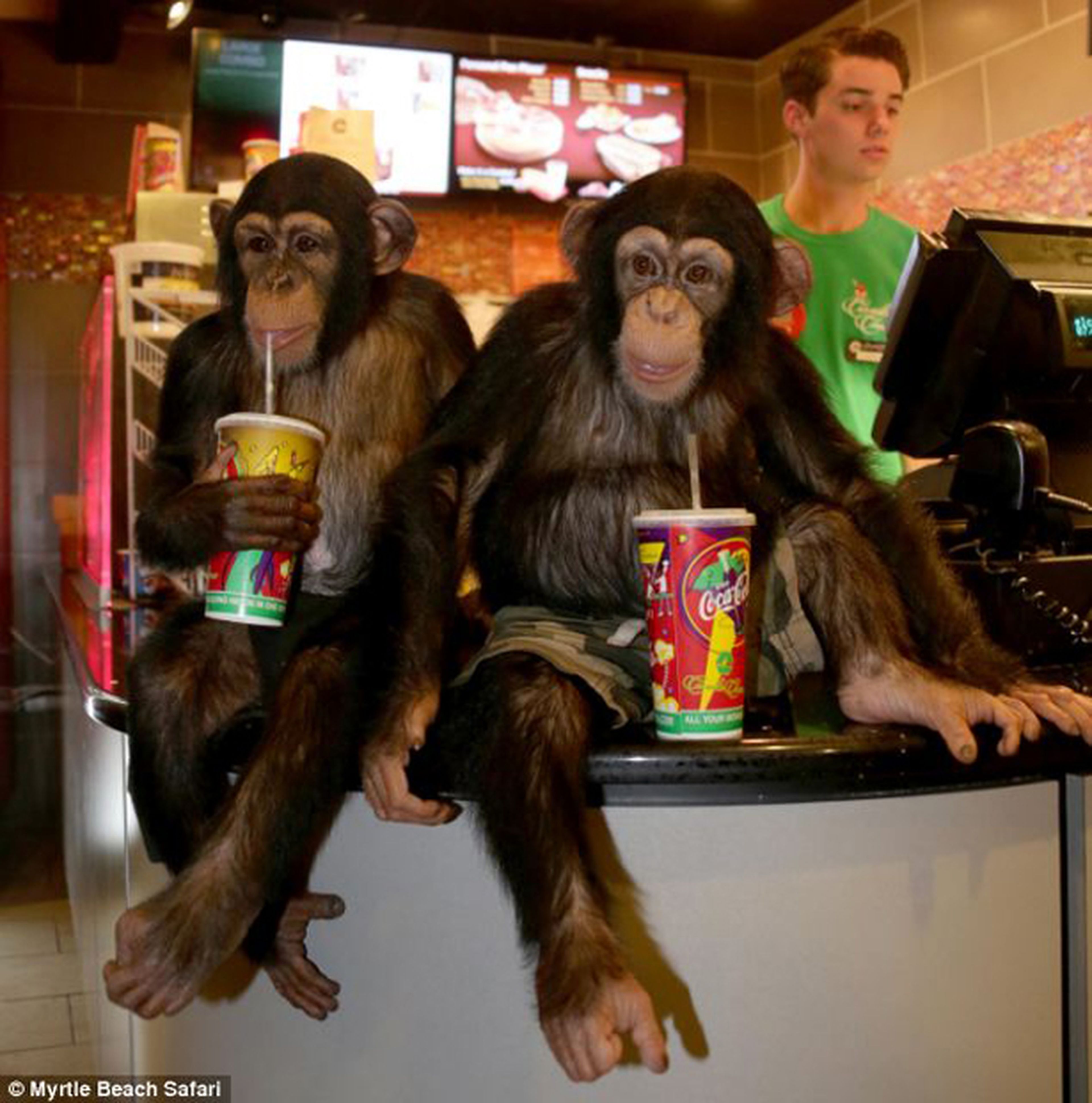 ¡Qué monos! Dos chimpancés asisten al estreno de El amanecer del planeta de los simios