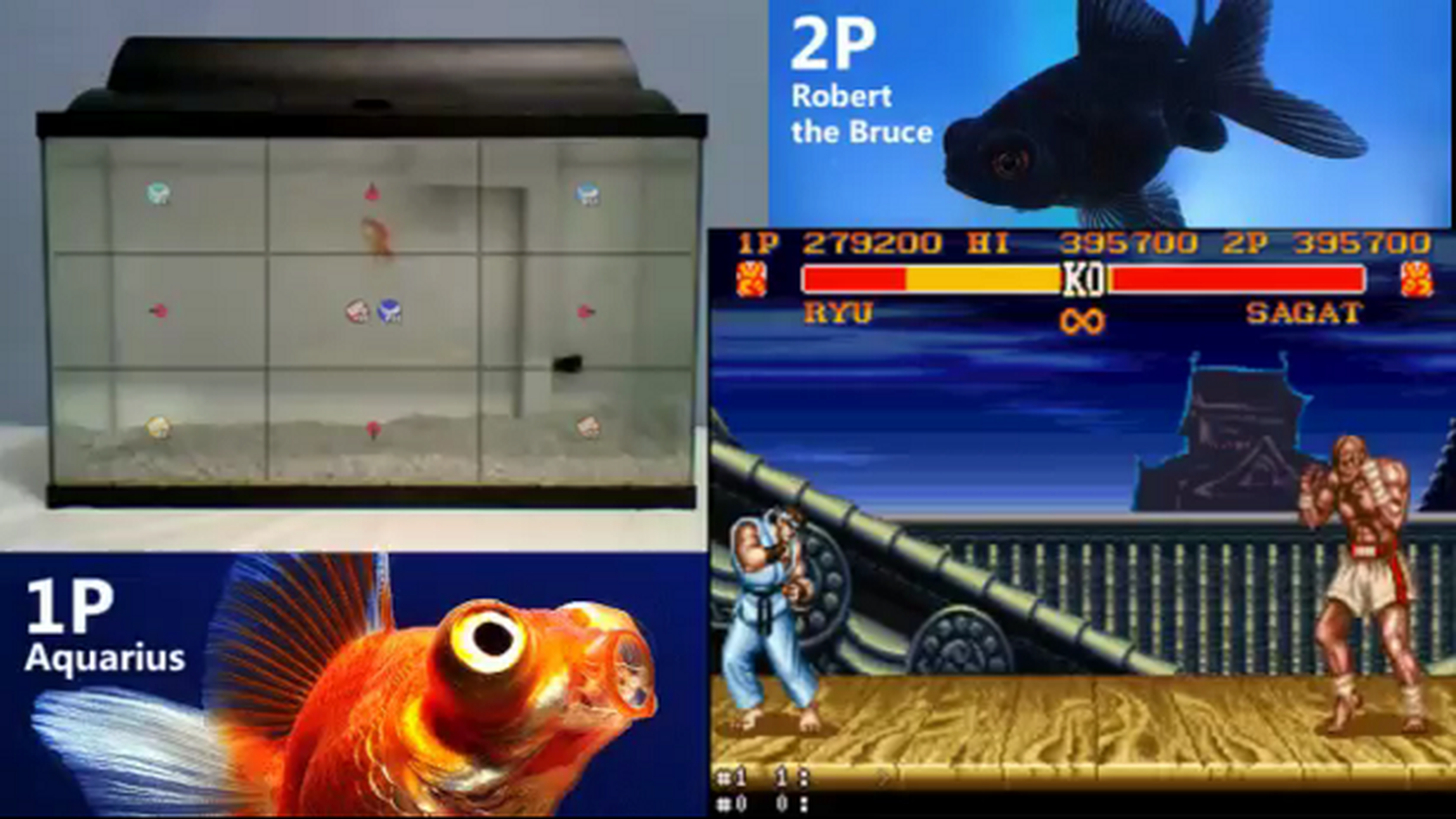 Los peces también juegan a Street Fighter II en Twitch