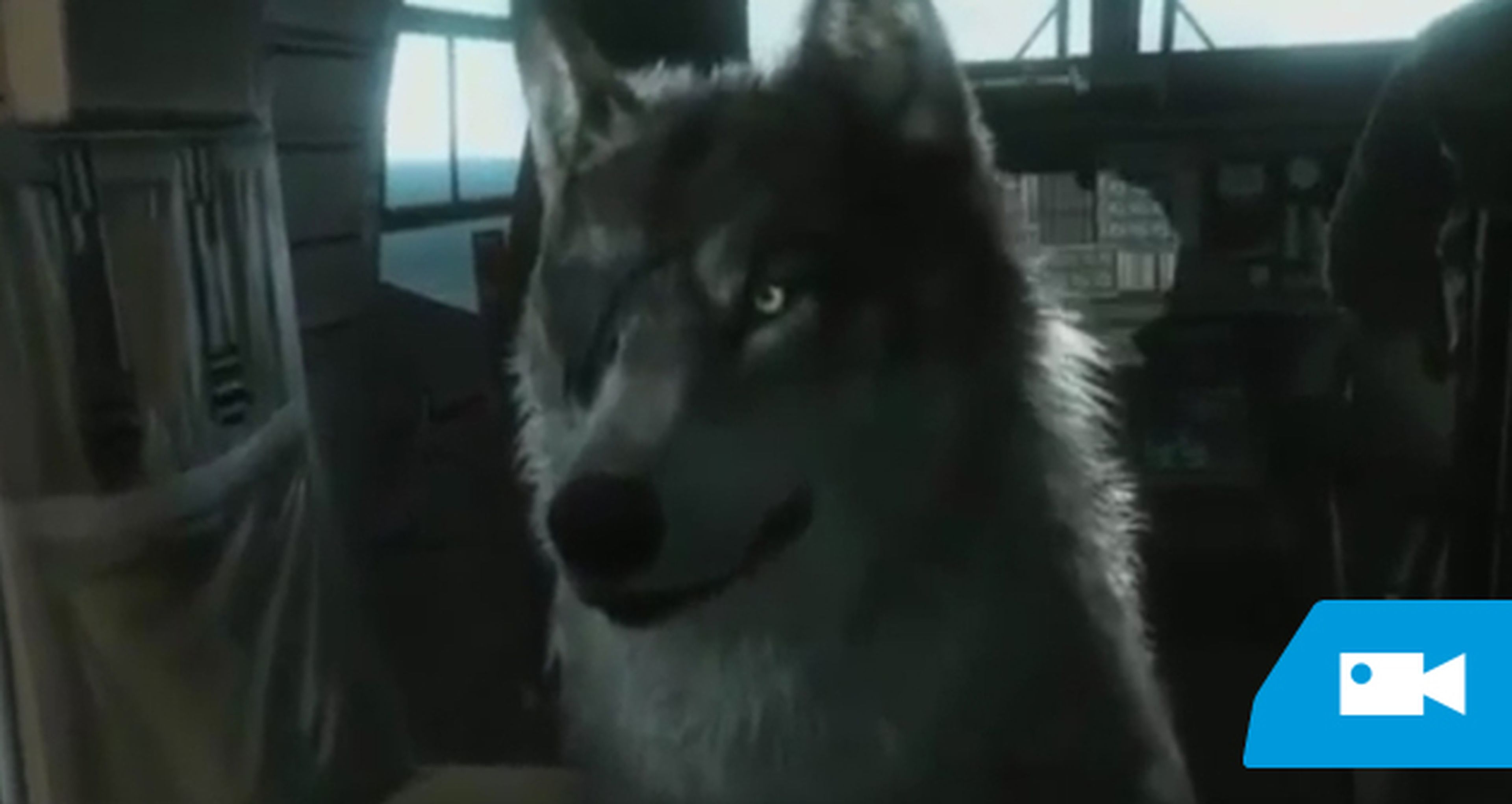 TGS 2014: Adopta a un lobo en MGS V The Phantom Pain