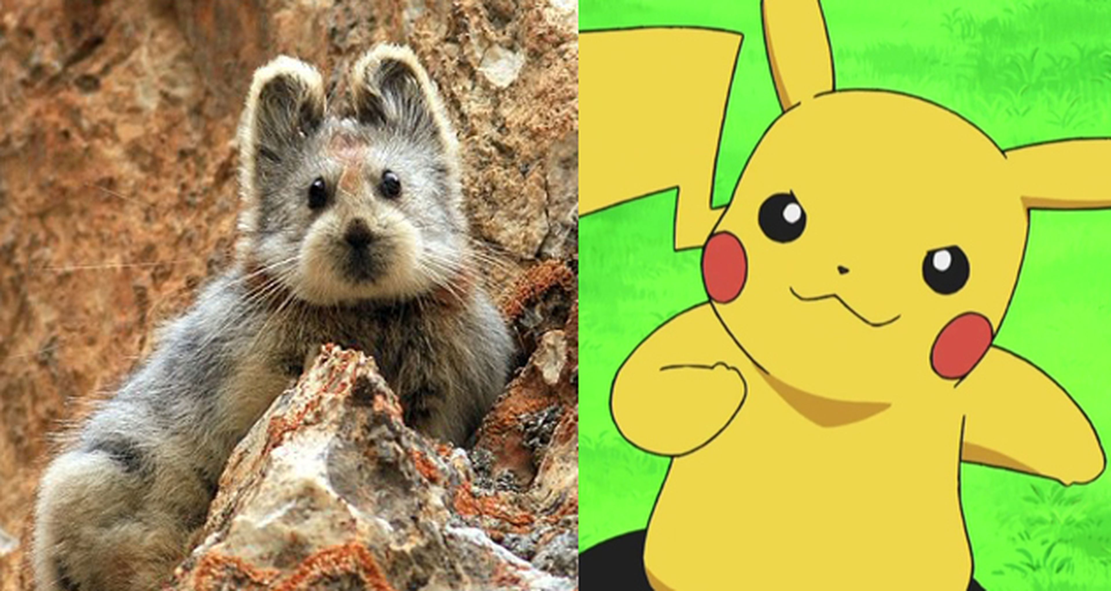 Pika ili: ¿El animal casi extinto que inspiró a Pikachu?