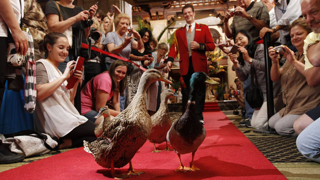 Paseador de patos trabajos más raros del mundo Paseador de patos trabajos más raros del mundo