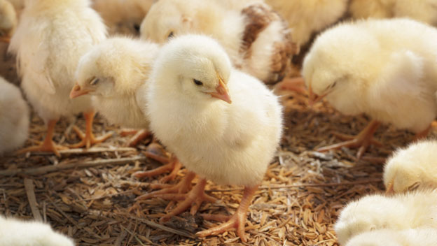 Sexador de pollos trabajos más raros del mundo Sexador de pollos trabajos más raros del mundo