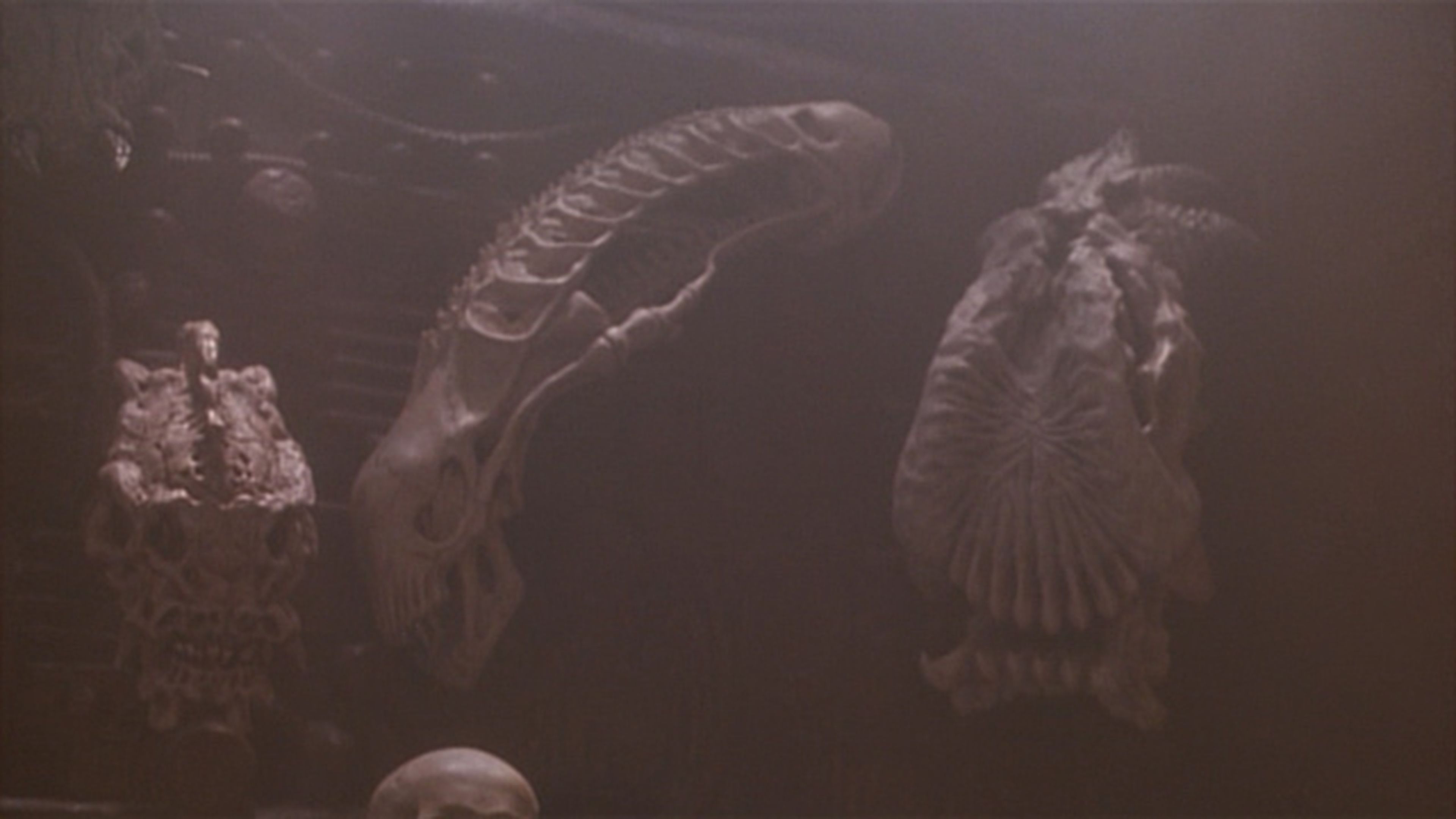Un cráneo de xenomorfo, entre los trofeos de la nave de los predators.