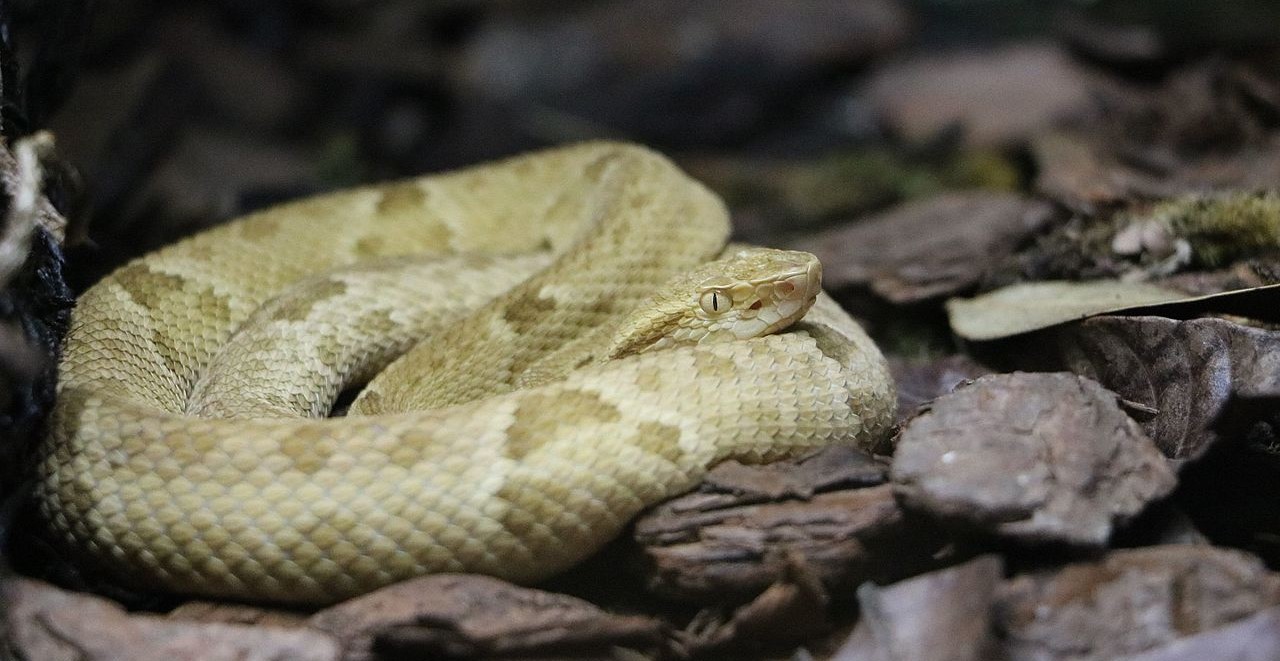 Lugares fascinantes que está prohibido visitar Víbora