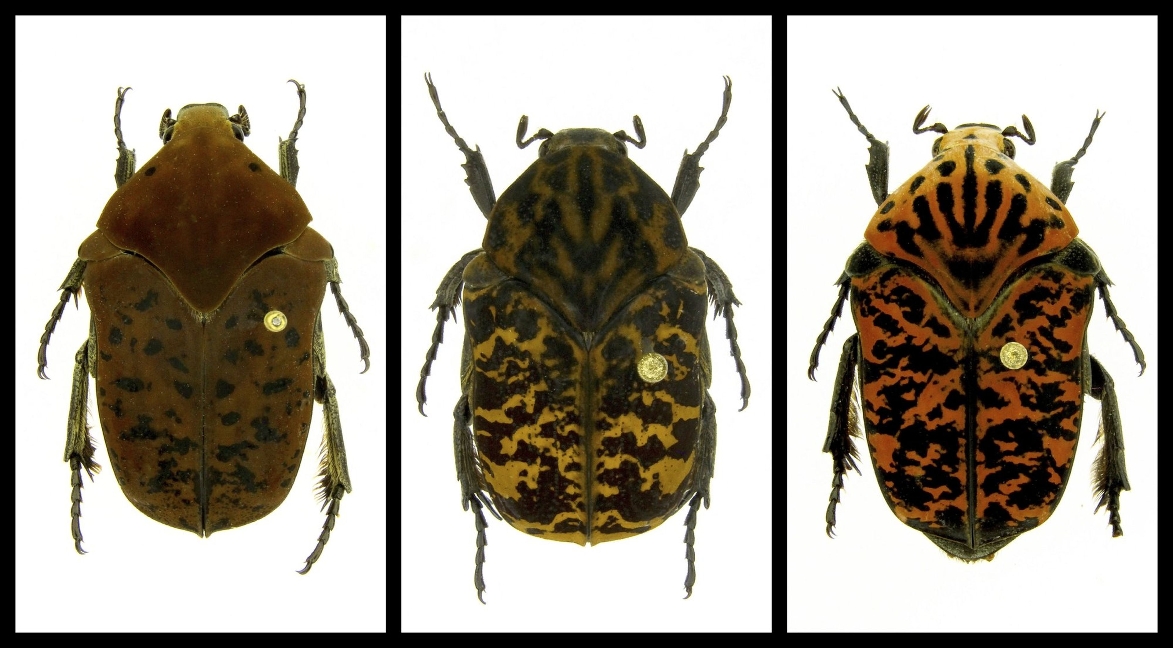 Escarabajos nombrados como personajes de Juego de Tronos