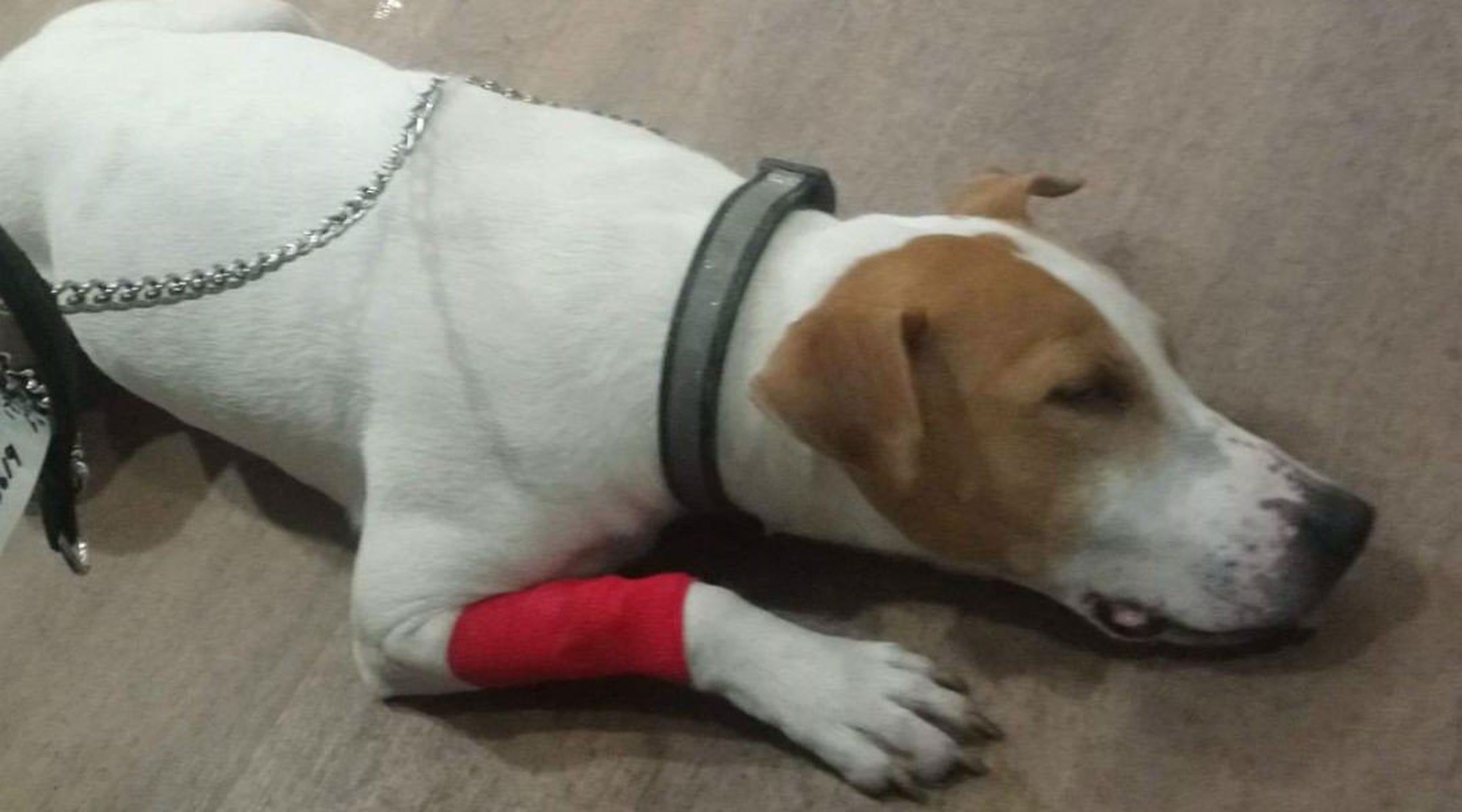 Un perro operado tras comerse un cartucho de nintendo ds