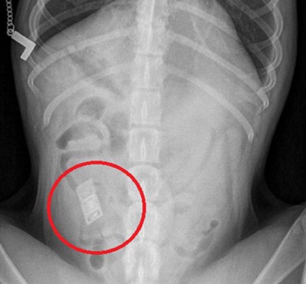 Un perro operado tras comerse un cartucho de nintendo ds Un perro operado tras comerse un cartucho de nintendo ds
