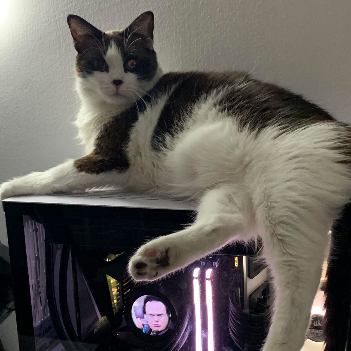 Si tienes un PC Gaming y un gato, quizás tengas este problema