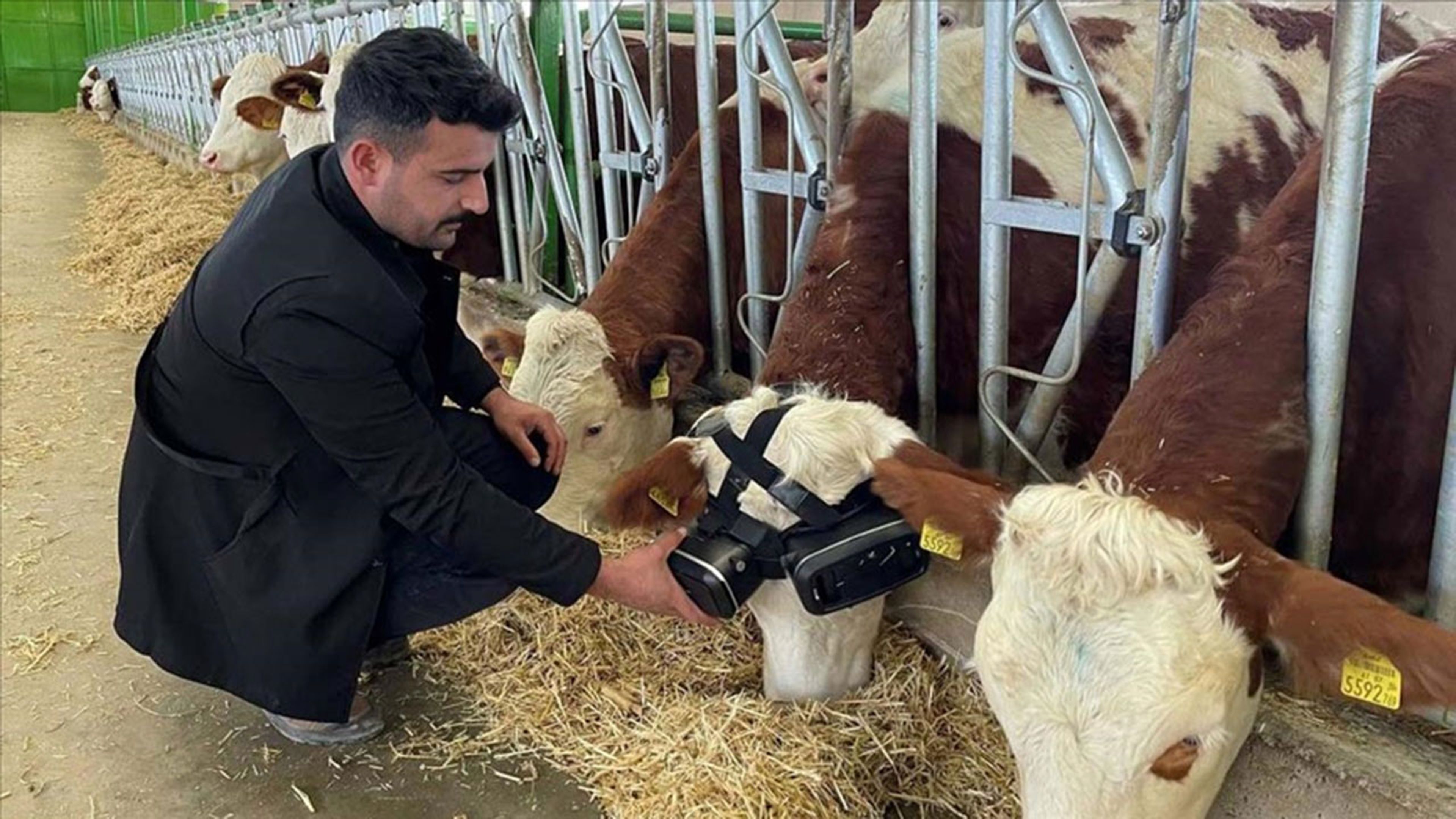 Cascos VR en vacas