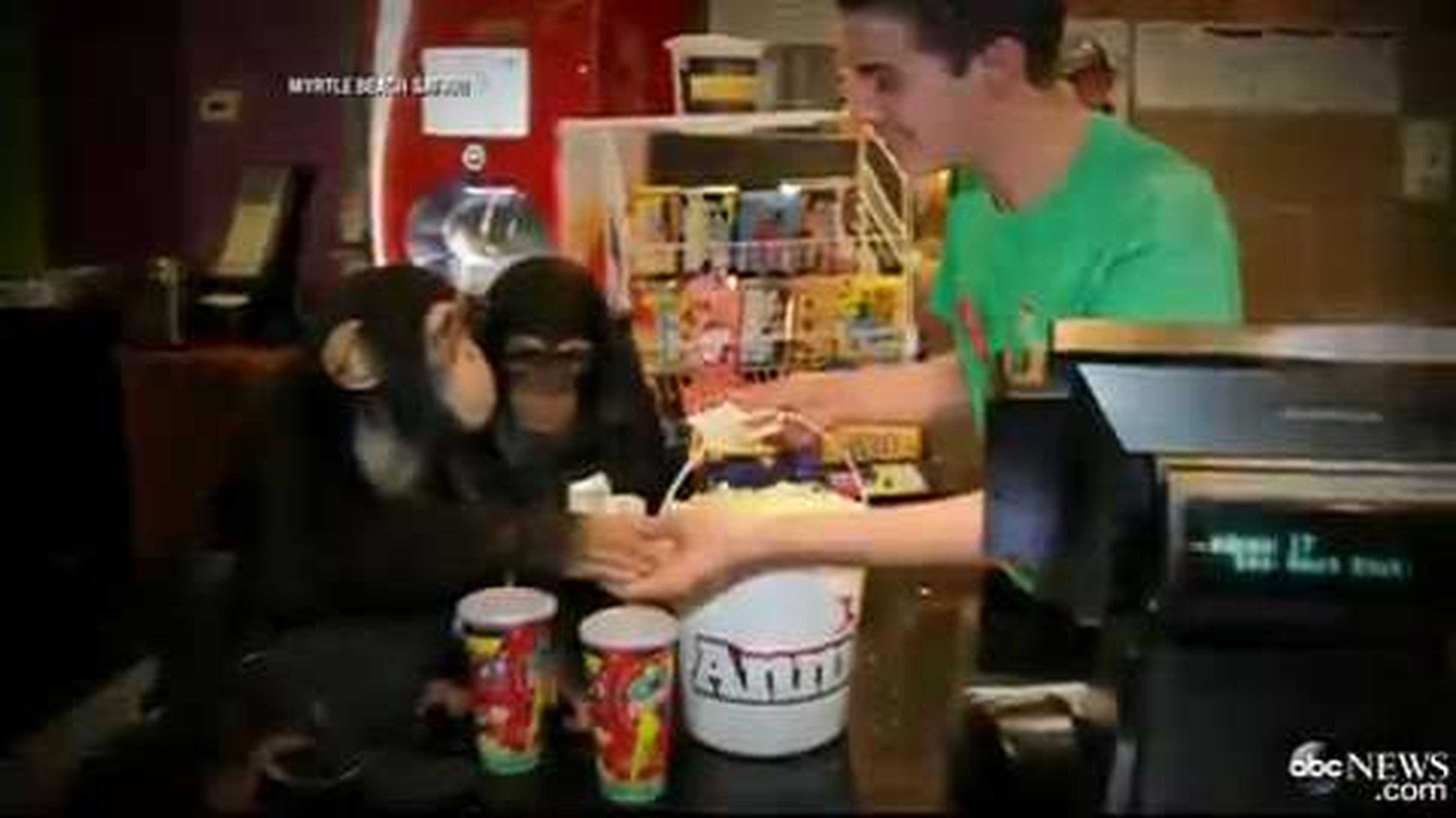 Chimps Attend 'Dawn of the Planet of the Apes' Screening
