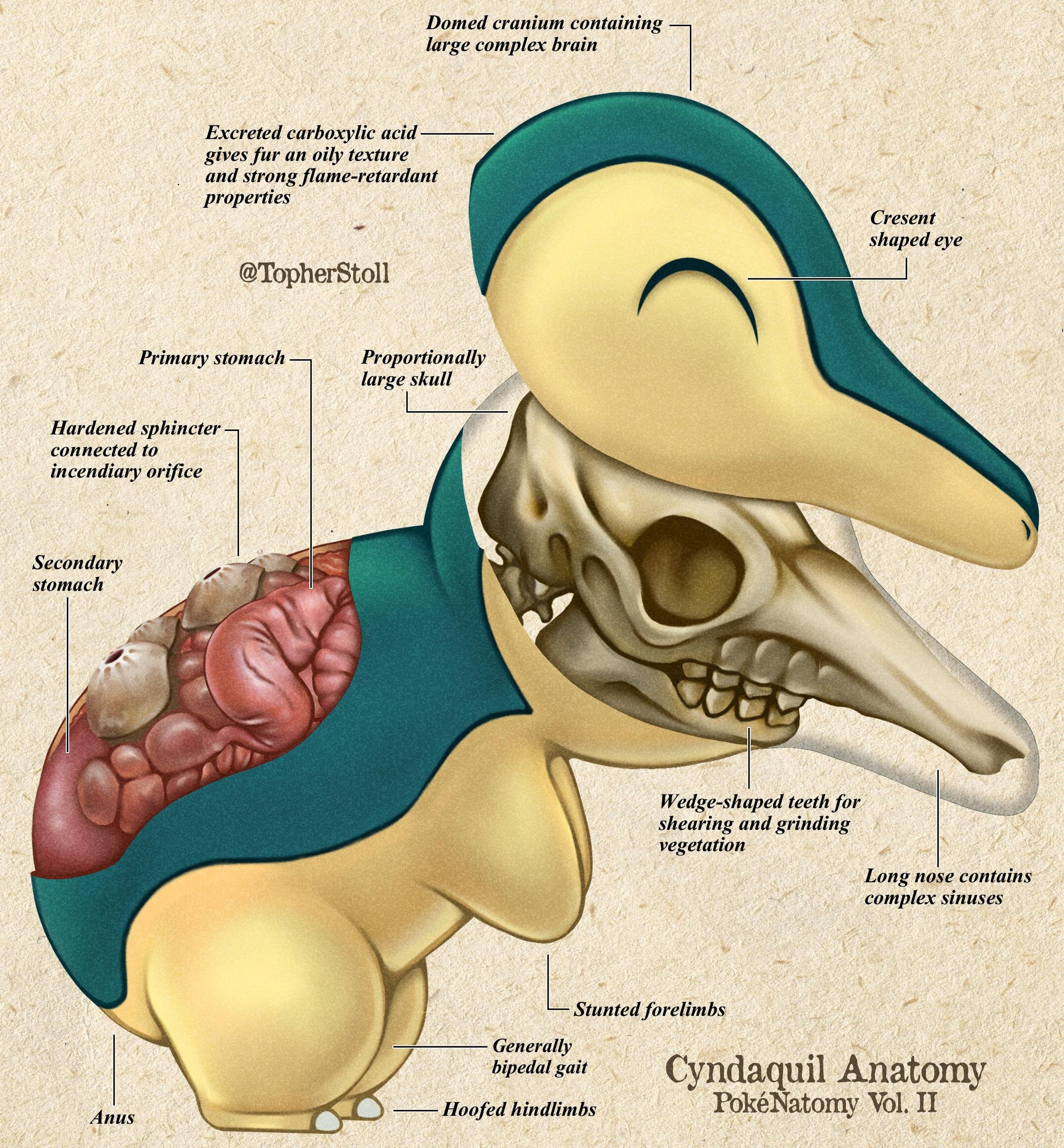 Pokémon anatomía
