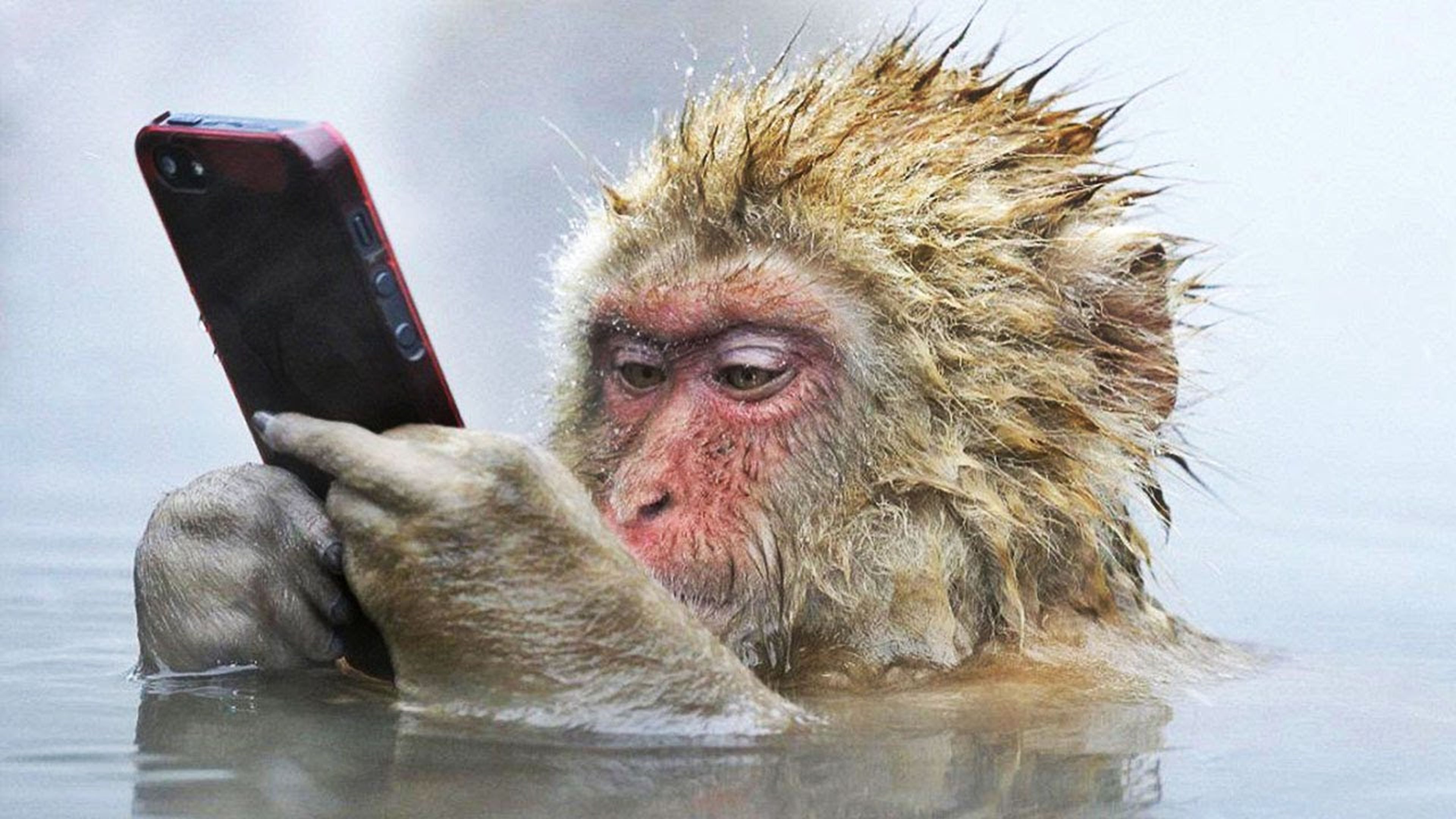 Macaco japonés con smartphone
