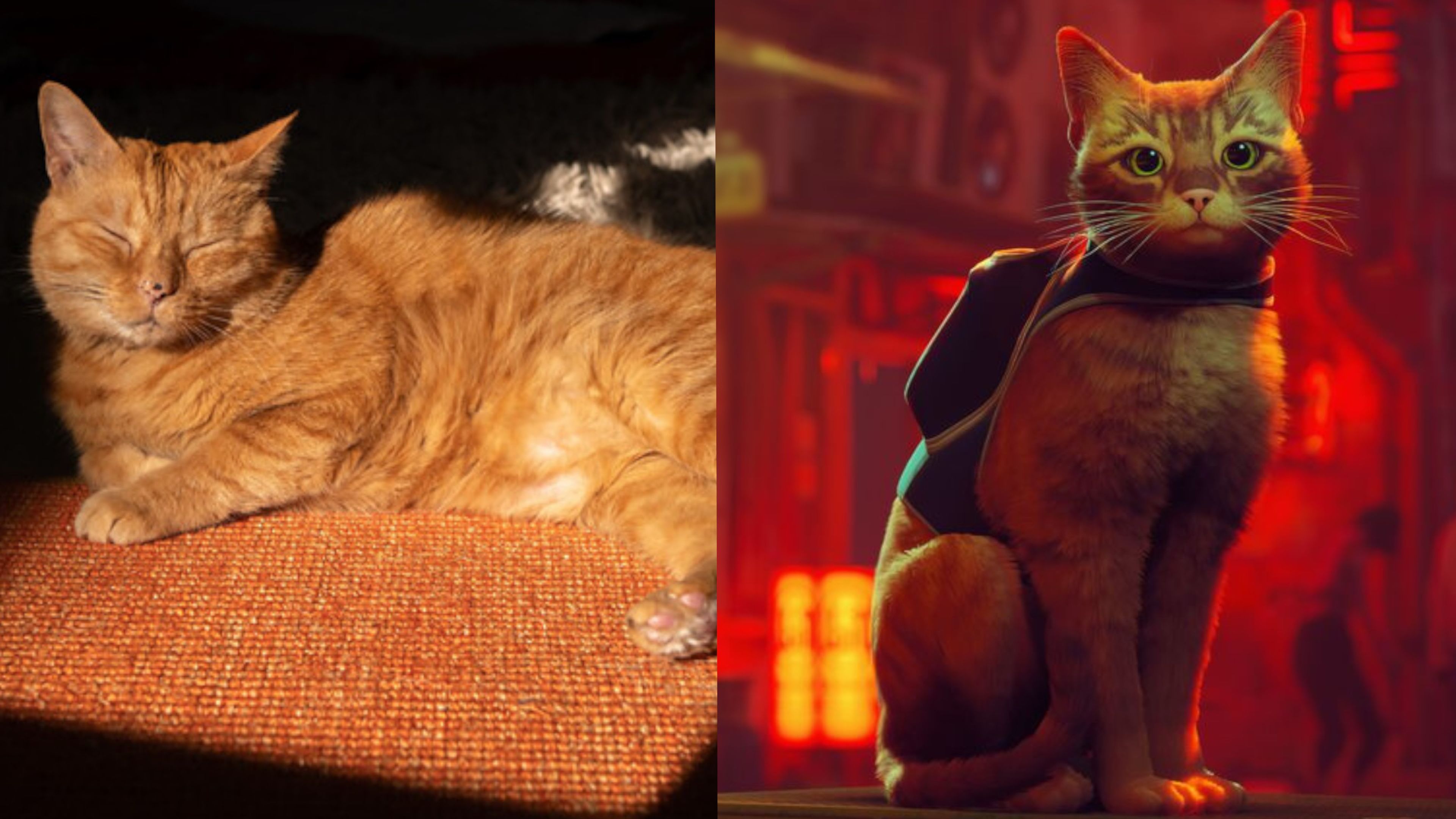 Stray permite que você encarne um gato e explore uma cidade futurista no PS5
