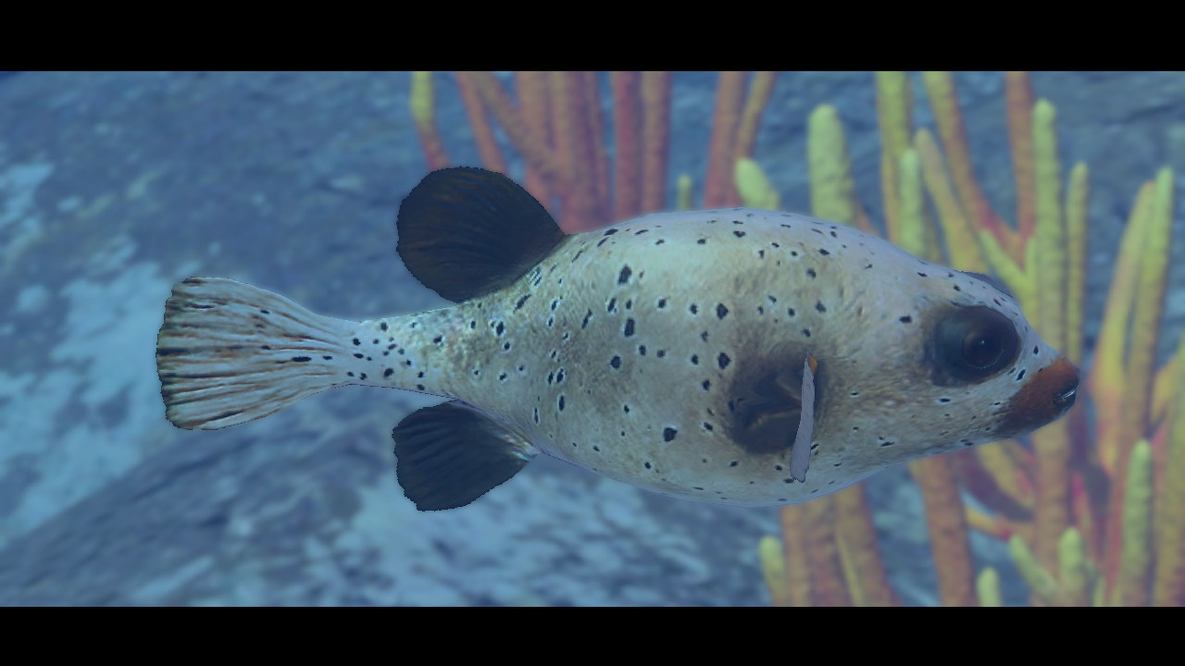 Endless Ocean Luminous - peces