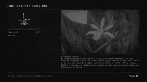 Orquideas Red Dead Redemption 2 Orquideas Red Dead Redemption 2