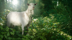 Goat Simulator coming to Xbox